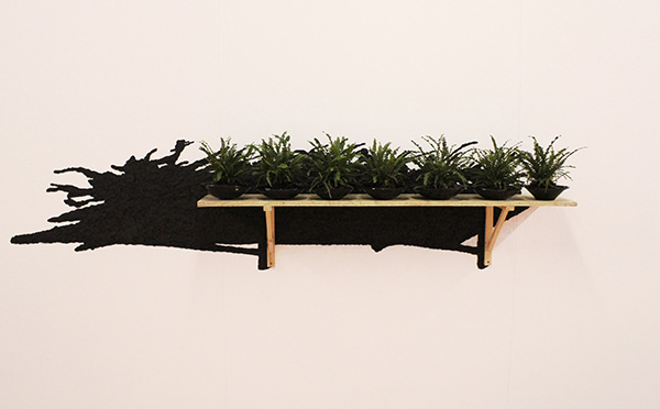 fern1