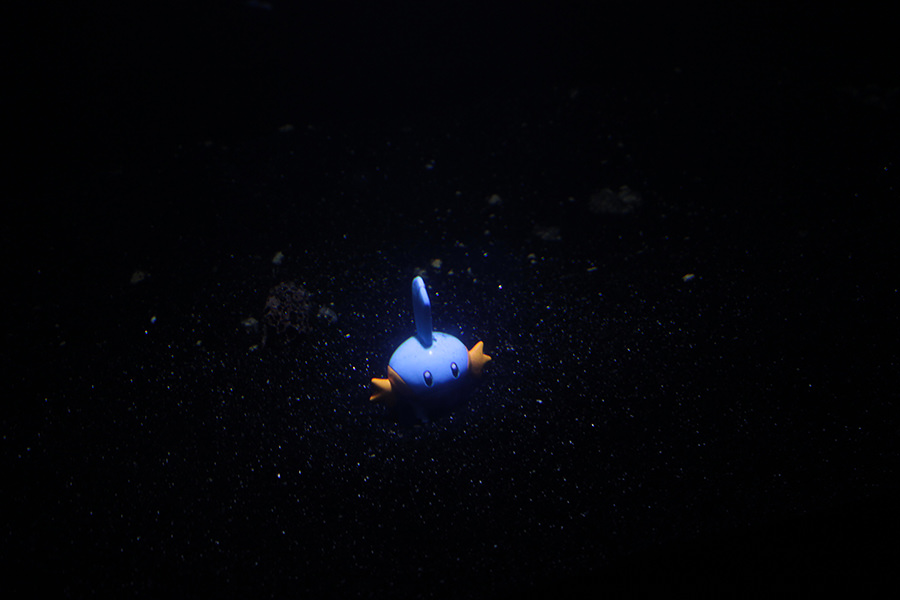 axolotl2