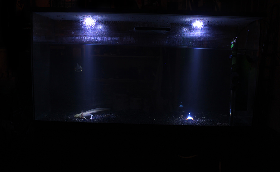 axolotl4